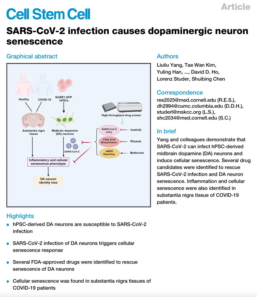Selective targeting and accelerated aging of dopamine neurons by #SARSCoV2 (derived from human pluripotent stem cells), also seen at patient autopsy, and blunted by metformin and 2 other drugs
cell.com/cell-stem-cell… <a href="/liuliuyang1/">liuliu yang</a> <a href="/ChenShuibing/">Shuibing Chen</a>
