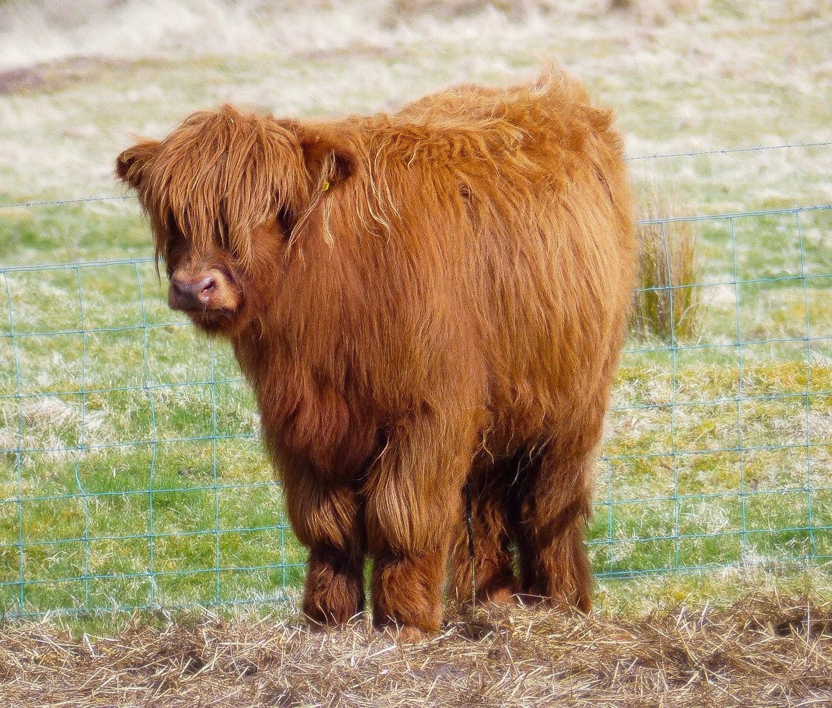 #AlphabetChallenge #WeekC
C is for …… Calf (a wee hairy one)
#highlandcattle #mobilephotography #scotland