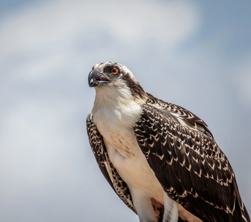 saveLBIorg's tweet photo. If Wildlife organizations are funded by #OffshoreWind, who speaks out for #Wildlife? Crickets? 
#Whales #Dolphins #Birds #Endangered https://t.co/KWGsH2wCTS