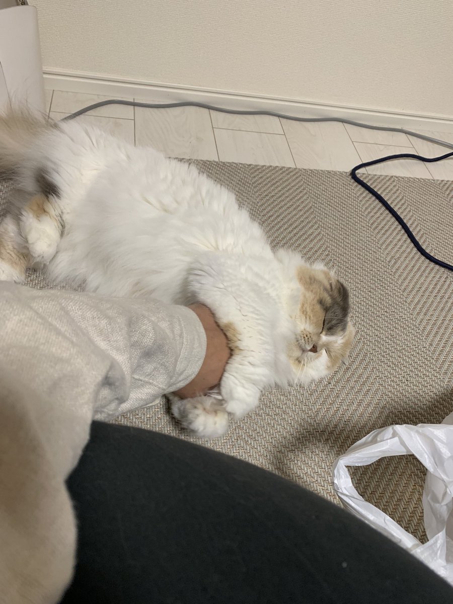 o7o5sweetie's tweet photo. あら、それされちゃうと、寝られないよパパは🤔🤔🐱
 #猫  #猫がいる暮らし  #猫好きさんと繋がりがりたい  #スコティッシュフォールド https://t.co/xl3Lzjjqi7