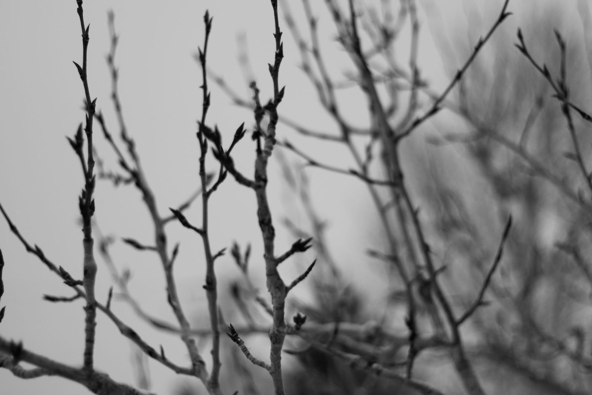 sydwrite's tweet image. #blackandwhite 
#monochrome
#noiretblanc
#fineartphotography
#sandradaltonphotography