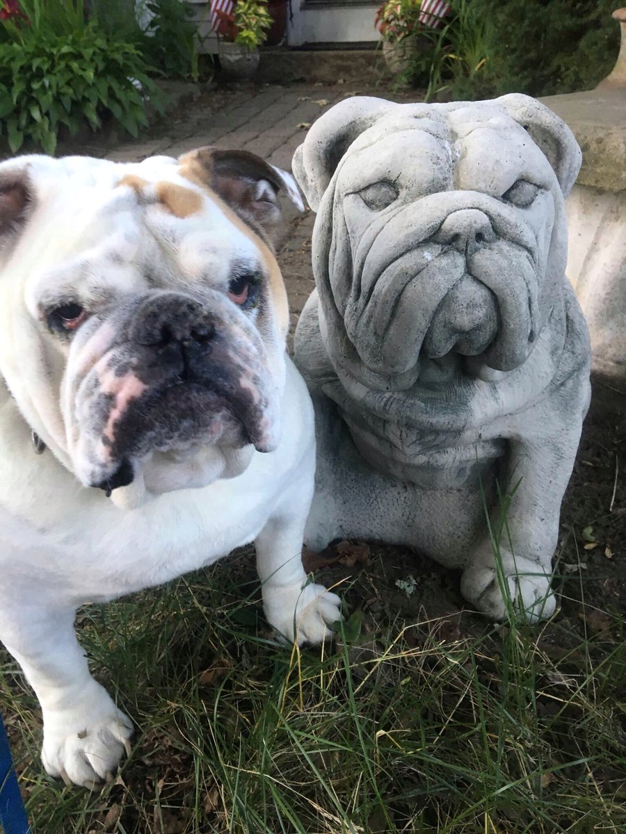 Gertie the Bulldog… She had Sooo many Friends… It was Easy to Like her… Once you made Friends with the Queen… She would Give up her Last sprinkled Donut just for you… Love, Gertie’s Family 🌈🍩🐾🐶 #gertiethebulldog #gertiegotdonuts #queenofallbulldogs #friend #dogsoftwitter