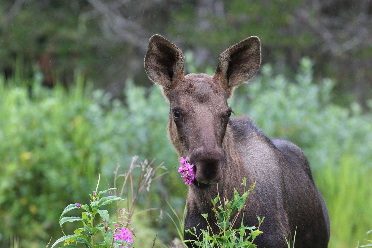 GlacierBayNPS's tweet photo. "Flower Child"
NPS Photo by D. Morda 📸 
Newborn moose calf snacking on fireweed blooms.
#WildlifeWednesday https://t.co/Qlt4e778CY