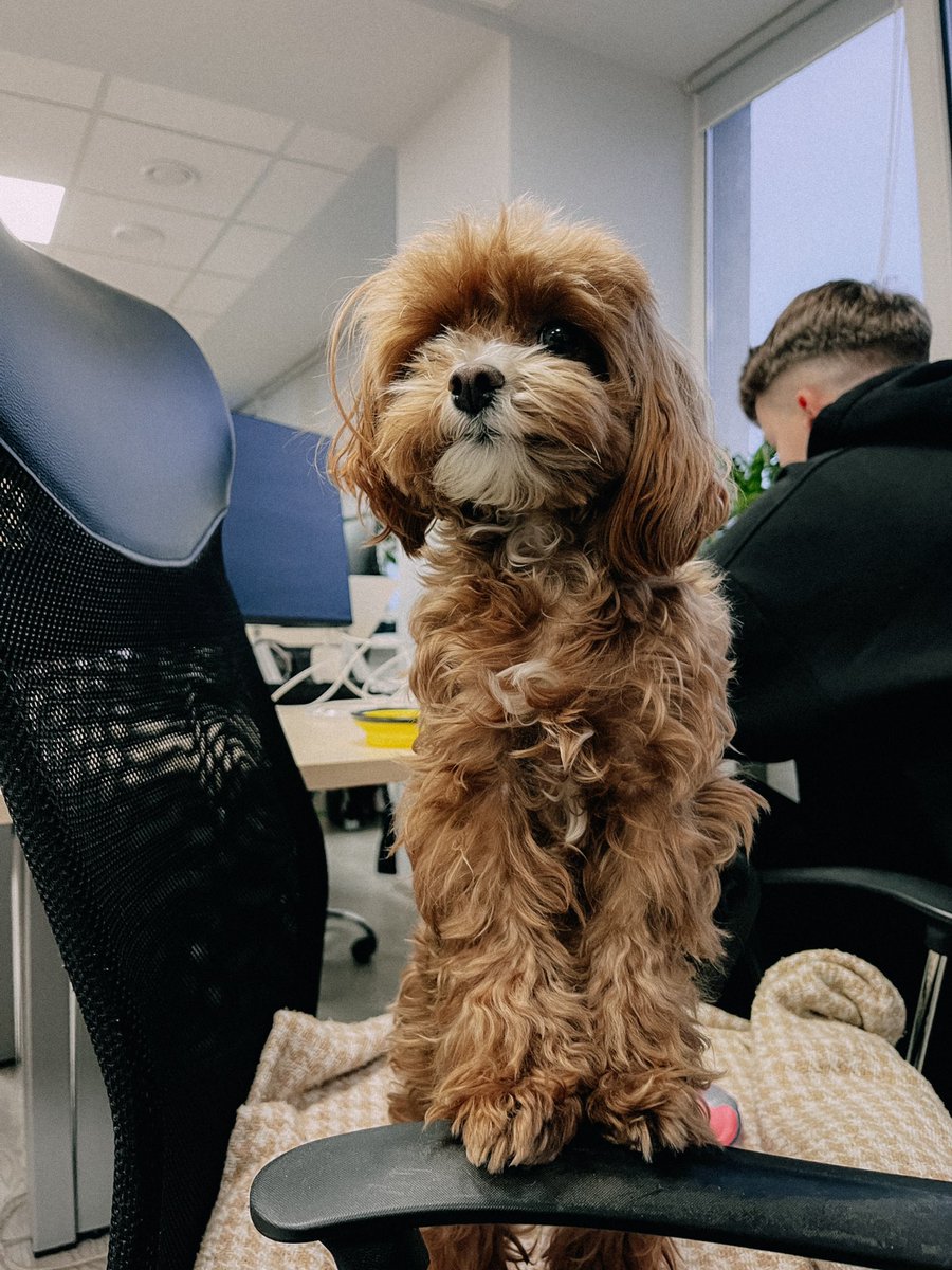 StepicoGame's tweet image. New employee in our office! 
Meet Levi 🐶

#gamedev #gamedevelopment #Wednesdayvibe