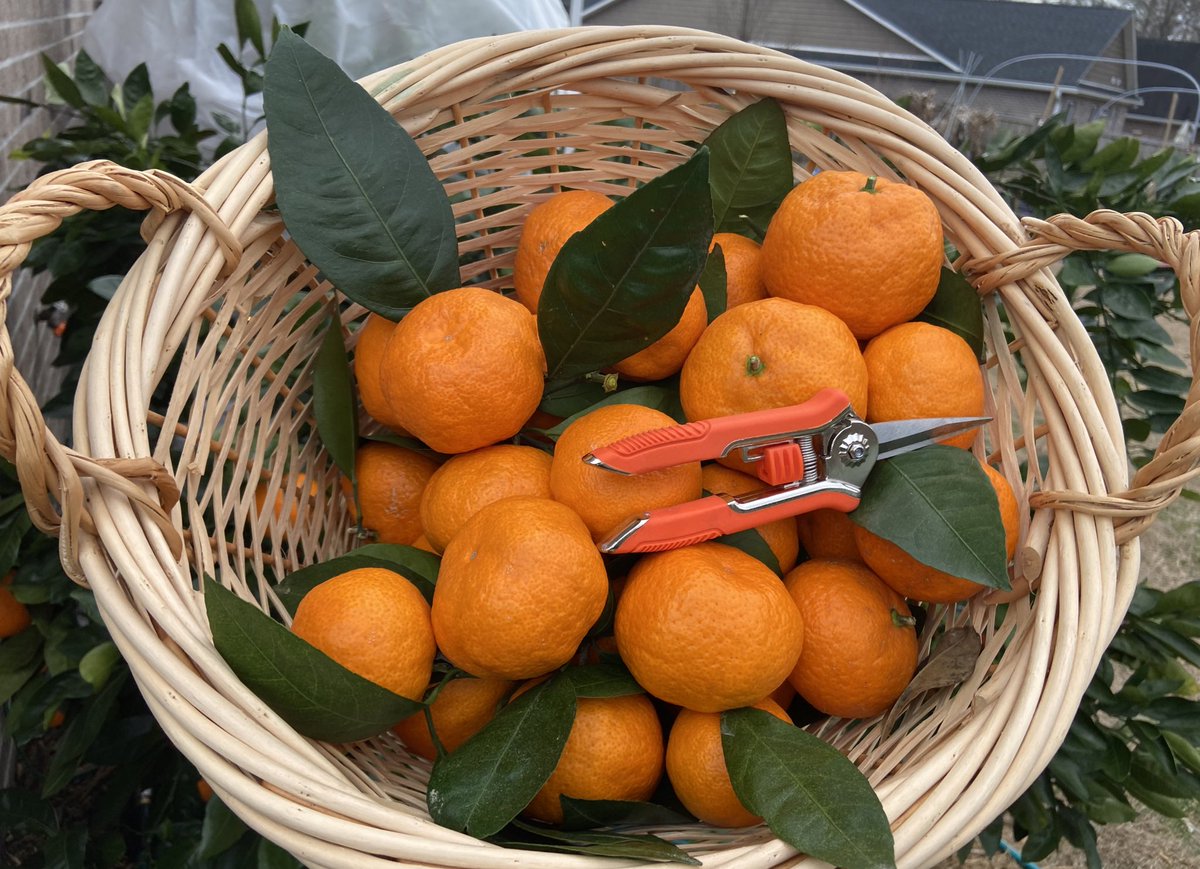 NCGardening's tweet photo. While #satsuma #orange trees are very cold hardy, the #oranges can freeze &amp; be ruined at around 26°F. I harvested some in advance of this week’s severe #cold. I’ll try to protect the rest.

#citrus #citrustree #citrustrees #fruittrees #fruittree #garden #gardening #gardeninglife https://t.co/PtfeN2BO1a