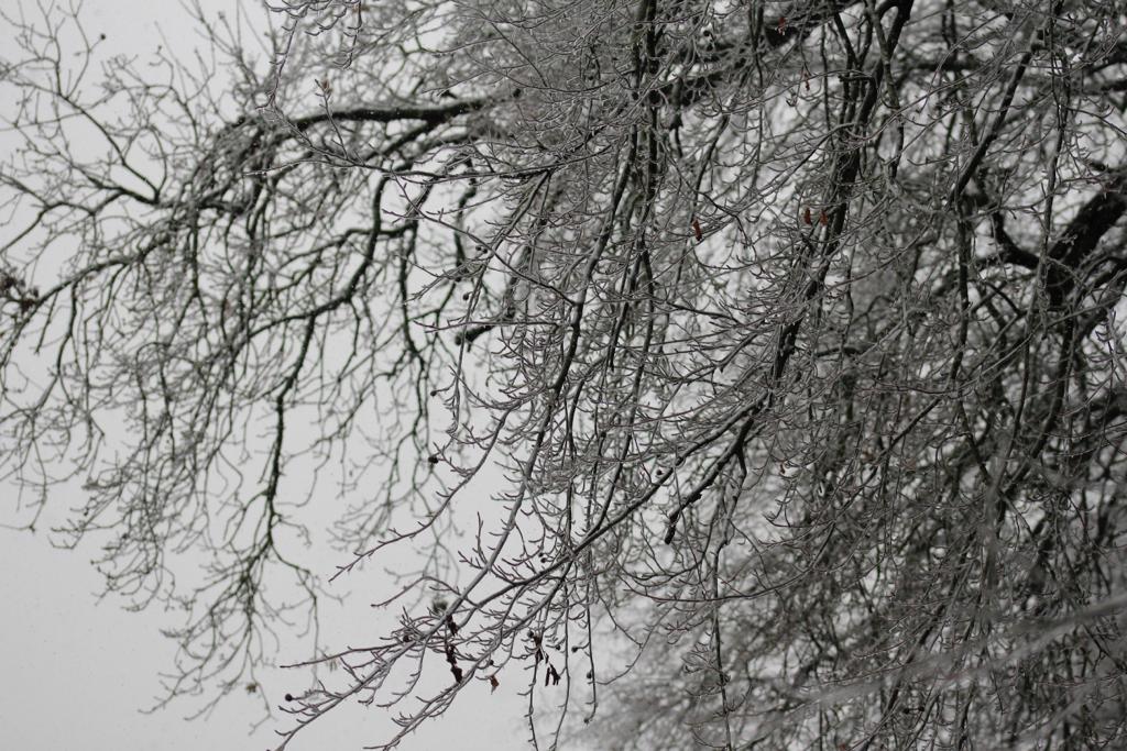 Les chutes de neige progressent en Seine-Maritime et arrivent dans le sud du département. Voici nos premières photos 🥰