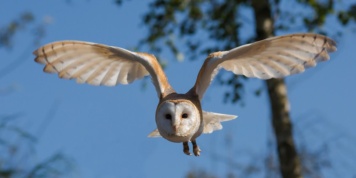 🦉 Ever wondered how barn owls fly so silently?

🪶 Watch last night's <a href="/BBCSpringwatch/">BBC Springwatch</a> for fascinating feather facts – with #FluidMechanics expertise provided by our own Prof Ignazio Maria Viola <a href="/VOILAb_UoE/">VOILAb: Vortex Interaction Laboratory</a>!

📺 Watch from 21:30: bbc.co.uk/iplayer/episod…

#Winterwatch2024