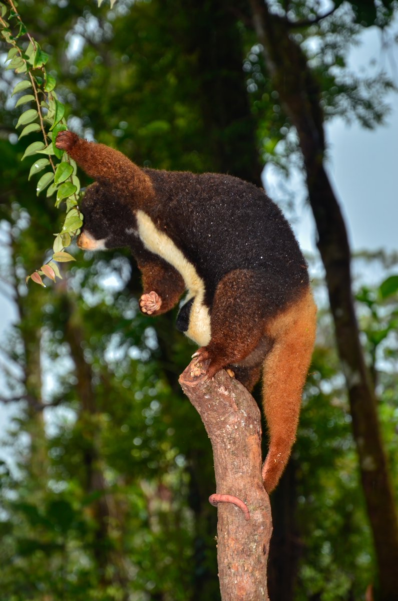 inaturalist's tweet photo. This is only the second Admiralty Island #Cuscus (Spilocuscus kraemeri) posted to iNat, and it's our #WildlifeWednesday Observation of the Day! Seen in #PapuaNewGuinea by fanieventer.

More details at: https://t.co/ldlN6B46Q0 #nature #mammals #marsupials #biodiversity https://t.co/EMbIVJMs0s