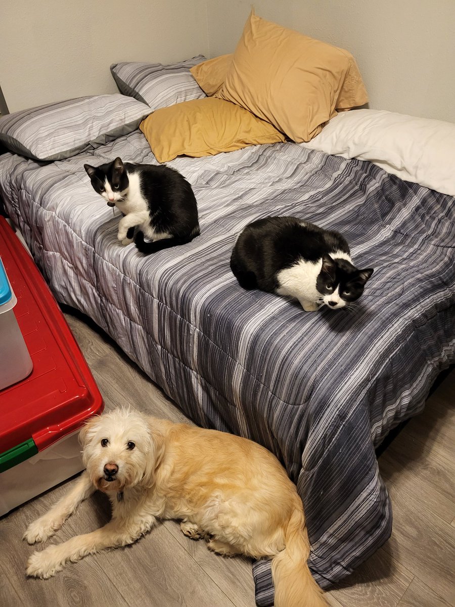 PizzaSnakePepsi's tweet photo. The worst part about having 3 pets is that I don't have enough hands to pet them all at once https://t.co/6hpiO7rCih