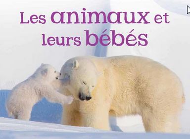 WSD_Libraries's tweet image. Nonfiction animal books in French &amp;amp; English @ LSS
Introduces children to the terms for different Arctic animals
Introduces young readers to twelve uniquely Canadian animals
The survival of the giant panda depends on the survival of its only food: bamboo.#wsdlibraries