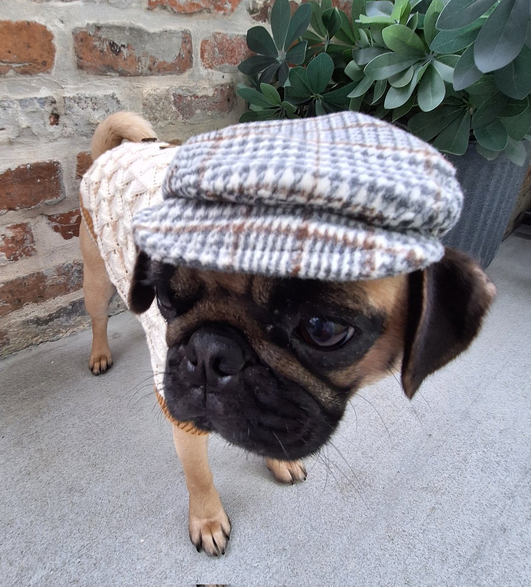 #WontLookWednesday but taken on Monday #NationalHatDay. Momma took this picture to honor Mushu😇. She didn't get a chance to post it that day & feels awful😭. She's sorry friends. #puglife #dogsoftwitter #dogsofx #pugsoftwitter #HappyWednesday #HappyHumpDay #wednesdaythought