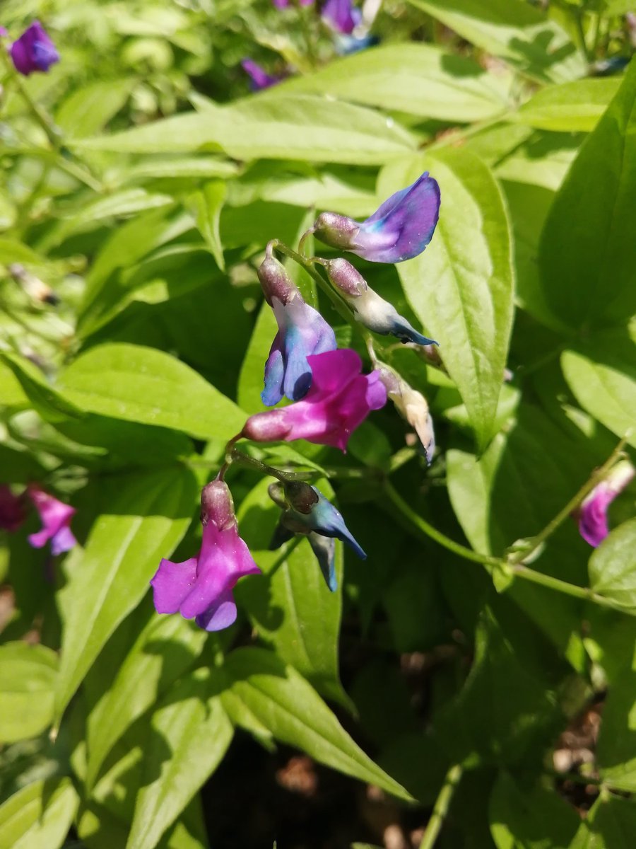 Sweet pea youtube.com/@victoriaart99 T.me/cutecatsanddog Instagram.com/photosnature_v… #FLOWER #Flowers #FlowersOfTwitter #flowerphotography #nature #TwitterNatureCommunity #Smile #VictoriaDay #beauty #Peace