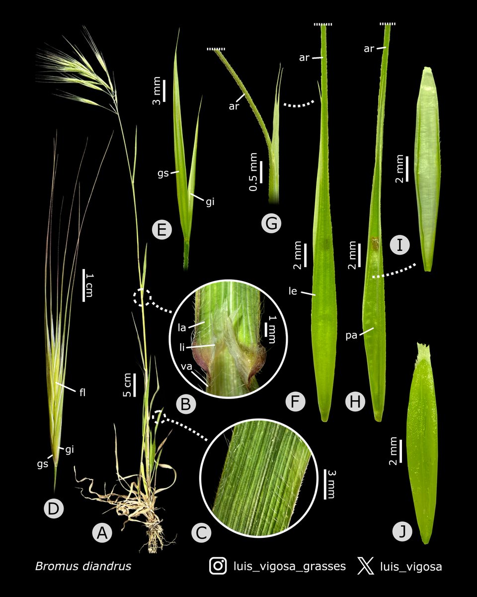 Bromus diandrus (Poaceae)
#botany #grasses #taxonomy #plants