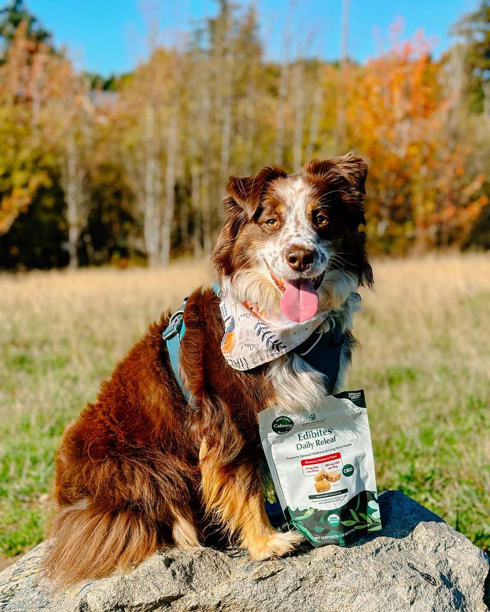 pet releaf tweet media