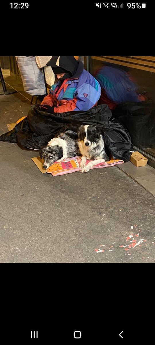 edensissi's tweet image. 2 chiens bergers australiens yeux bleus, désorientés,  avec 1 rom devant Monoprix rue du Depart 14e. si vous reconnaissez ces chiens vraisemblablement volés, aidez leurs propriétaires à les retrouver. ce monsieur a déjà fait l’objet de multiples plaintes pour vol de chiens.