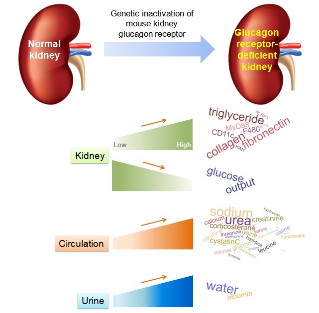 Congratulations to May-Yun Wang for her latest publication in Cell Metabolism! She highlights that mice lacking glucagon signaling in the kidney demonstrate profound metabolic changes and display oxidative stress, inflammation, and fibrosis. Findings highly relevant for…