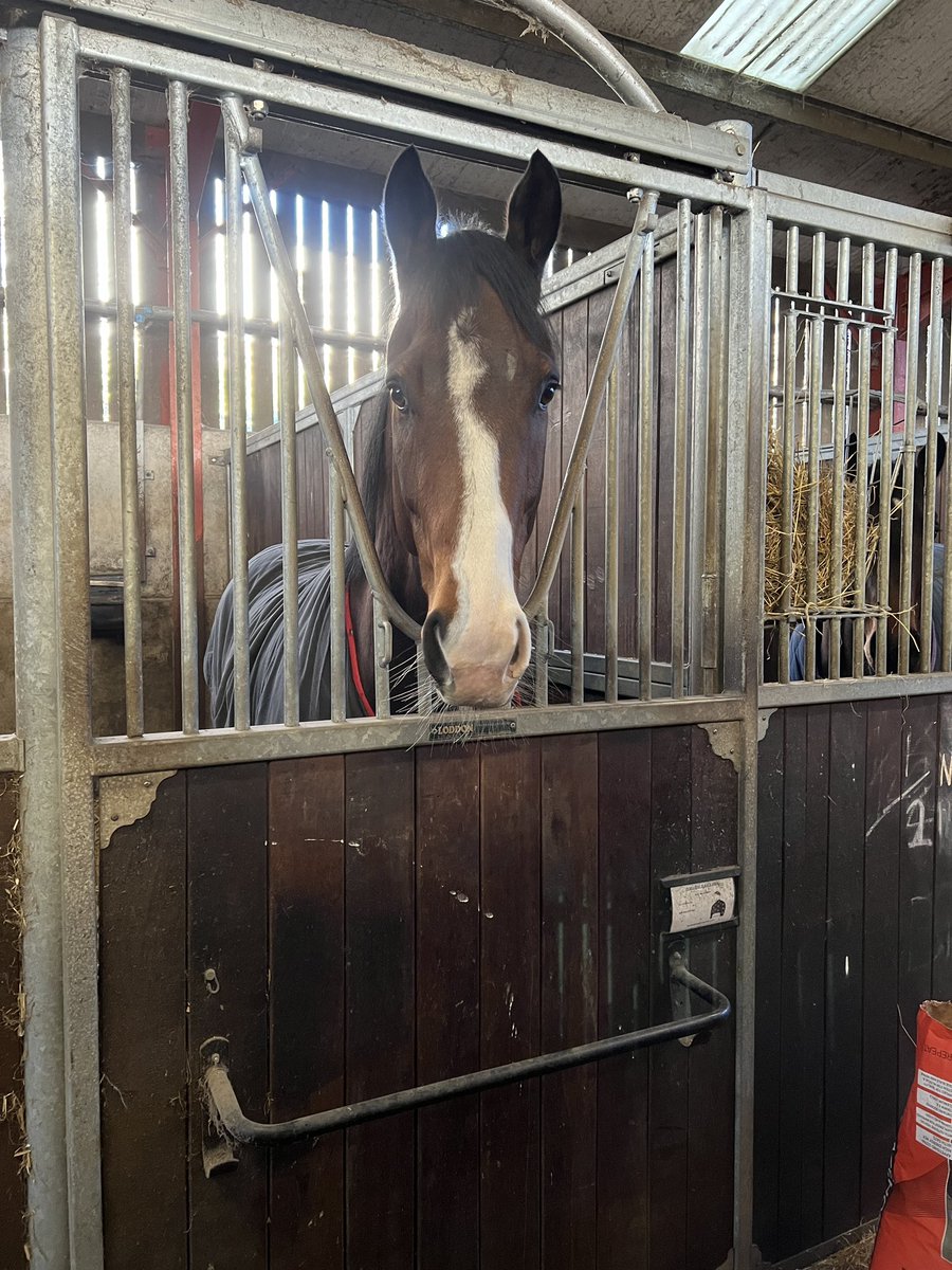 Thanks to @ellie_cross for sending this picture over. Beattie is Back being lazy..Being rested until he starts training again ready to give 2024 a blast !!