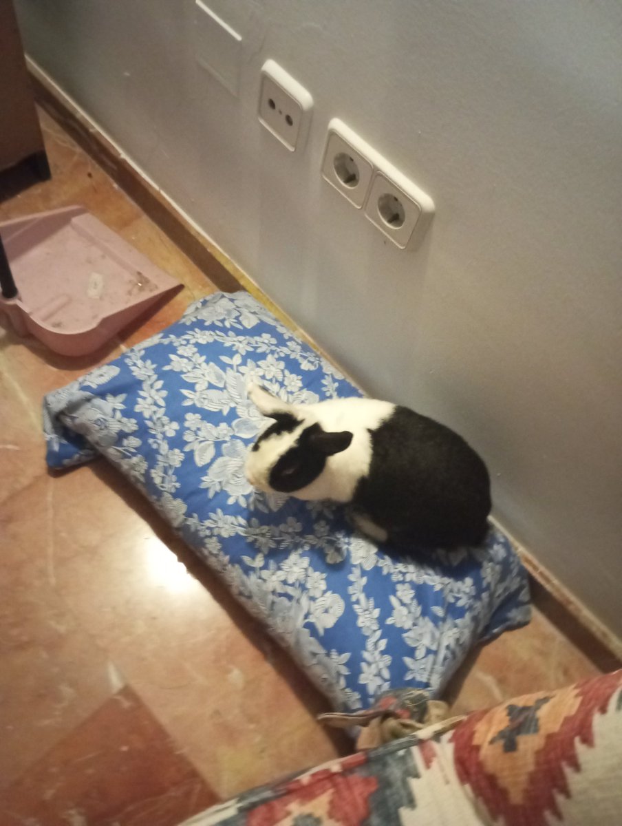 ConejaPelleja's tweet photo. En mi nueva camita 🛏️
#colchon #mordisquear #mimimimi #compradmemascosas #pisenlacama #mear #descanso #factorycolchon https://t.co/ZunjOoM1vx