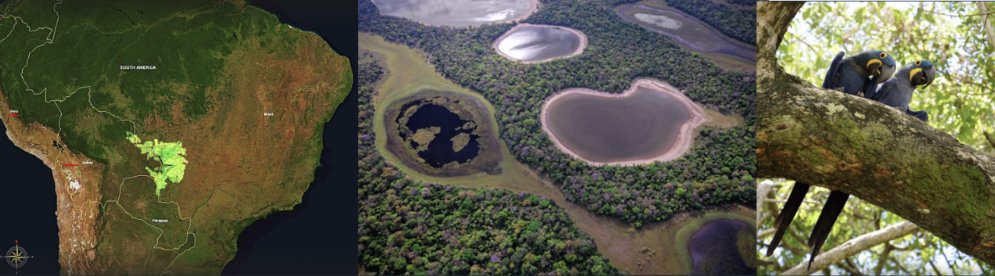 Training opportunity in the #Pantanal wetland (#Brazil, #Paraguay, and #Bolivia)!
Learn and apply acoustic monitoring in your conservation/biodiversity research with our 1-y Mentoring and Training program! Submit a proposal by Feb 25th! Info: website...
birds.cornell.edu/ccb/2024_call_…