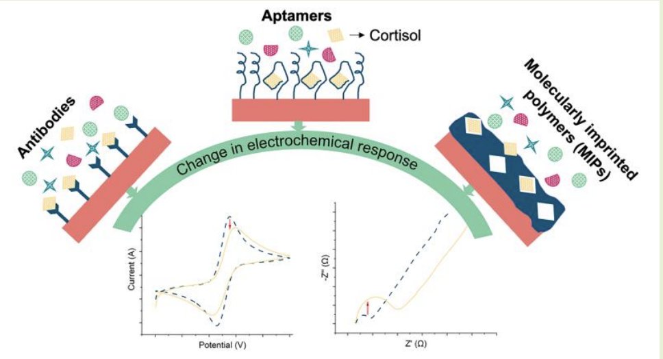 Congrats to Nisha on having her article 'Electrochemical Sensors for Cortisol: A Review' published in @IEEESENSORS together with @Sghoreish. #Electrochemical #Biosensing #Cortisol ieeexplore.ieee.org/document/10387…