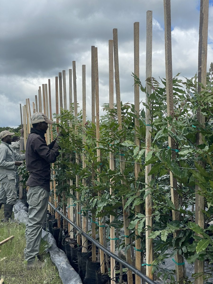 As Local African nurseries, we have to be unapologetic about our plant material’s quality! Superior trees thrive in landscapes! At Nguni, that’s our standard. We grow only high quality plants & tree saplings for every project. #QualityGrowth #NguniNursery #SuperiorSaplings