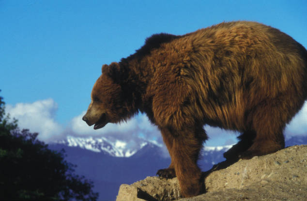 US Fish and Wildlife (@usfwsmtnprairie) on Twitter photo A 60-day public comment period is now open regarding the environmental impact statement for restoring grizzly bears to the Bitterroot ecosystem in Montana and Idaho: ow.ly/5qRe50QrO55 Photo: <a href="/USFWS/">U.S. Fish and Wildlife Service</a> A 60-day public comment period is now open regarding the environmental impact statement for restoring grizzly bears to the Bitterroot ecosystem in Montana and Idaho: ow.ly/5qRe50QrO55 Photo: <a href="/USFWS/">U.S. Fish and Wildlife Service</a>