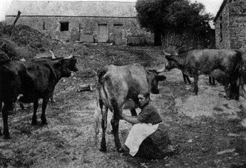The harsh life of farming. Felin Newydd, Ceredigion, Wales in the 1900s. #thewaywewere #throwback #vintage #vintagephotos #britishhistory #britain #history #faming #rural #dairyfarm