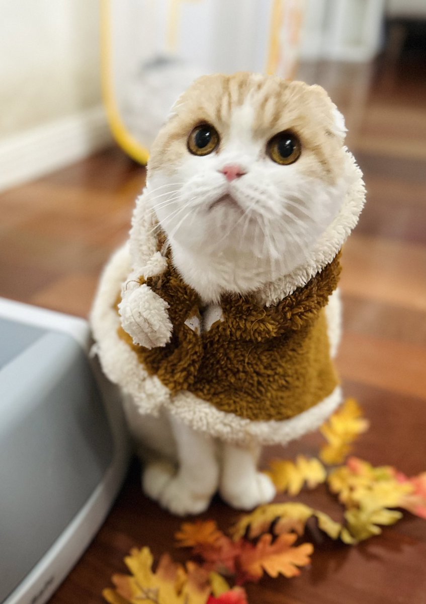 WafflesCat tweet picture