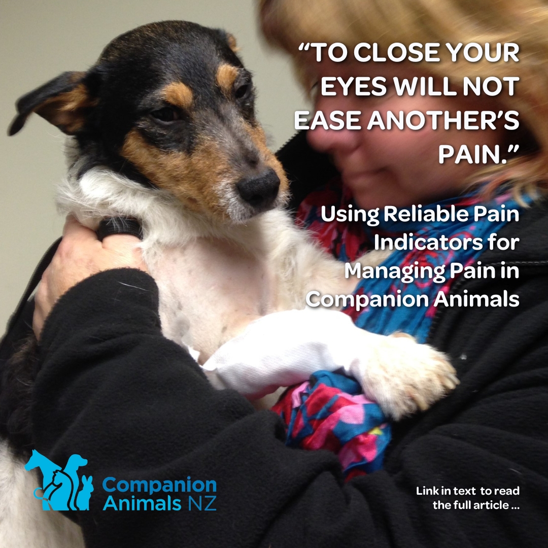 _CANZ_'s tweet image. “To close your eyes will not ease another’s pain.” 

Using Reliable Pain Indicators for Managing Pain in Companion Animals.

Read more .... companionanimals.nz/.../to-close-y…...

#nzpets #nzcats #nzdogs #nzhorses #pets #dogs #cats #horses
