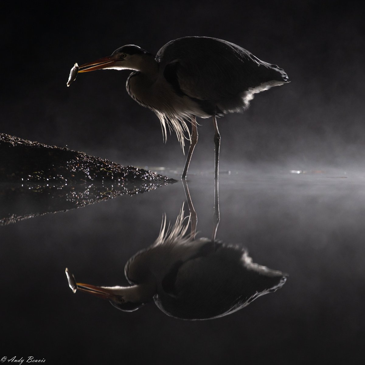 A final #Heron from the nocturnal hide shoot  #WildlifePhotographyHides at Bourne #wildlifephotos #flashphotography #UKwildlife