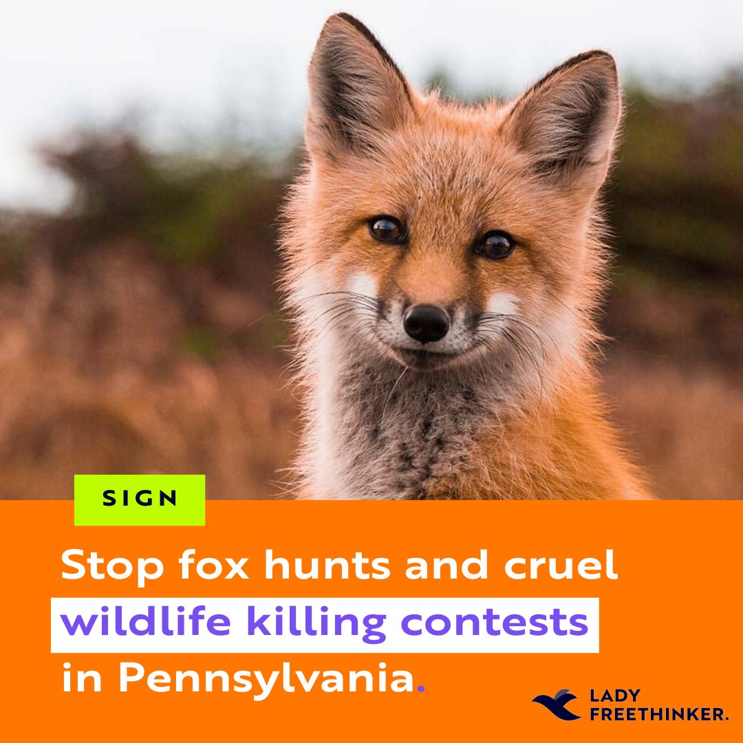 LadyFreethinker's tweet photo. #Foxes in #Pennsylvania need HELP!
A group in #MillHall, PA is encouraging people to sign up for a contest that gives a cash prize to the participant who kills the most #animals during the event.
Sign the petition to #SaveTheFoxes β‘οΈ https://t.co/R7Rhj9m5rI https://t.co/8yatIlkUwu