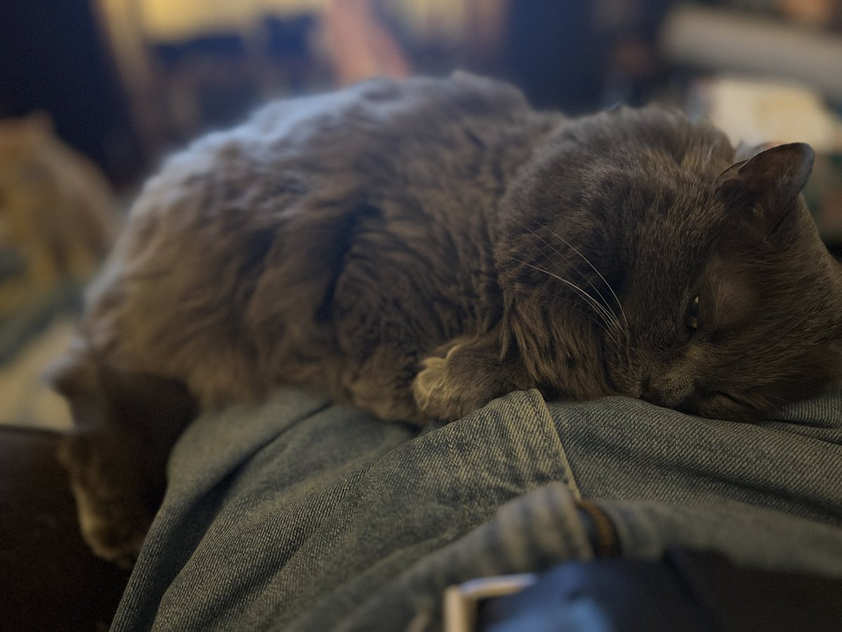 Lobby Boxer tweet media