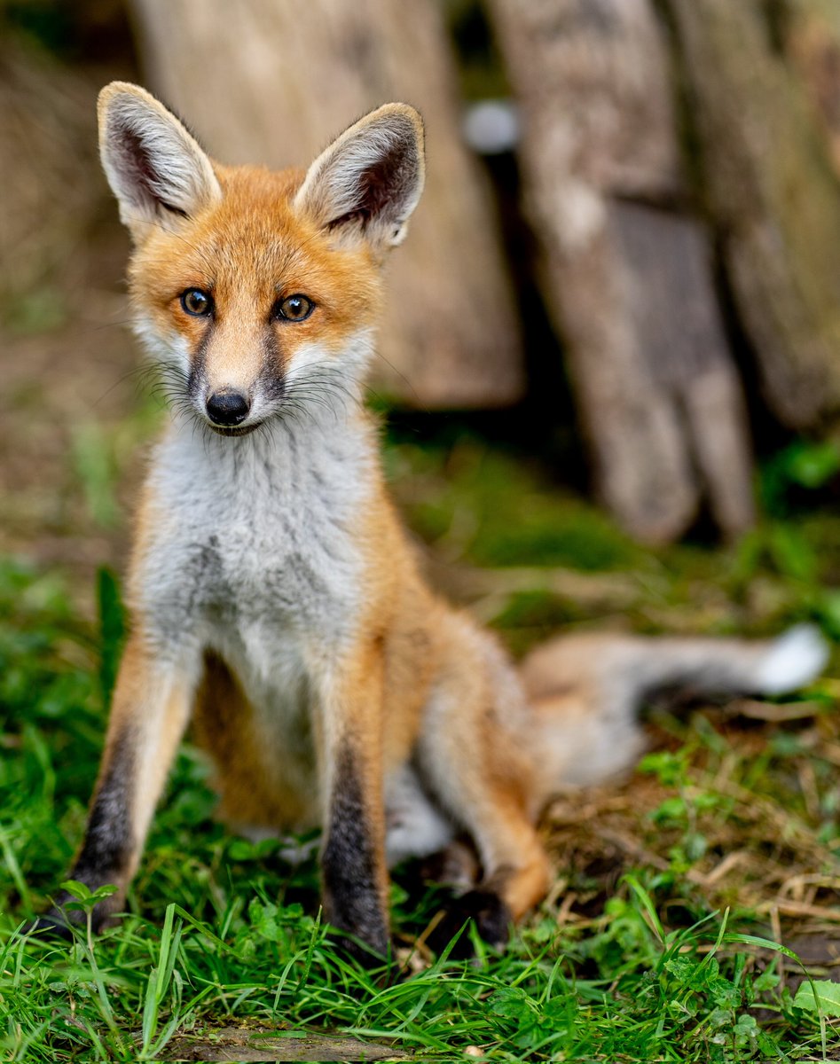 ZLanszki's tweet photo. Mammalogy conference in Hungary 🇭🇺
Detection of Canine Coronavirus in red foxes, from 2022 🦊🧬🦠
#fox #CCoV #Viruses #wildlifedisease #diseaseEcology https://t.co/UN6EFdf6Au