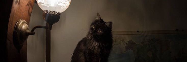 trinalfsty's tweet image. ★ — #studytwt &amp;amp; #studytwtbr  
• ela/dela | ‘07 
• vestibulanda medicina.  
• foco: enem. 
• uni: UFAL / UFPE

— ★ fan account: @percyswftie