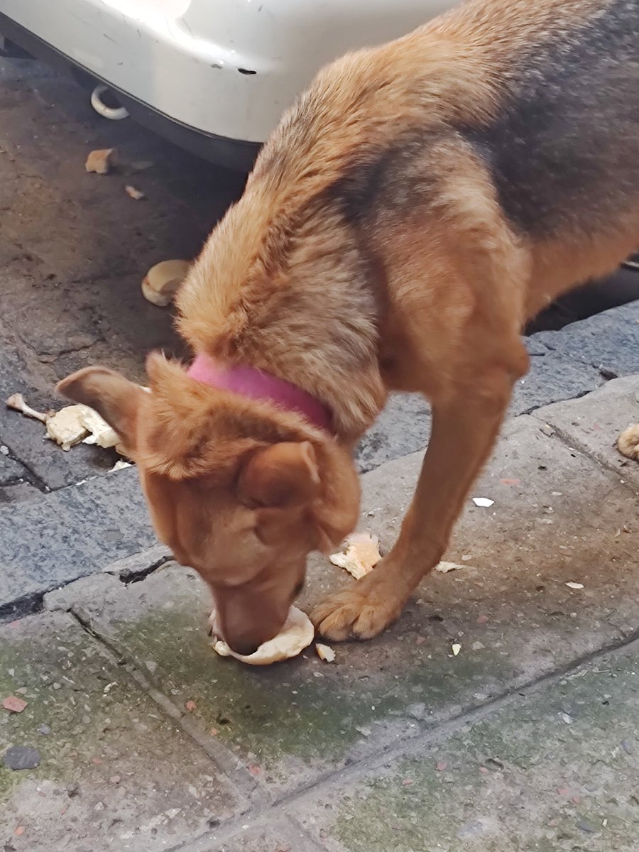 bss4genleaders's tweet photo. Holi!! encontré una perrita en villa crespo en Gurruchaga y corrientes!! parece medio asustada y con hambre, tiene un collar rosa.
si alguien la reconoce por favor dígame 🩷
#villacrespo #perro #perroperdido @amovillacrespo https://t.co/wsY4BeUkdq