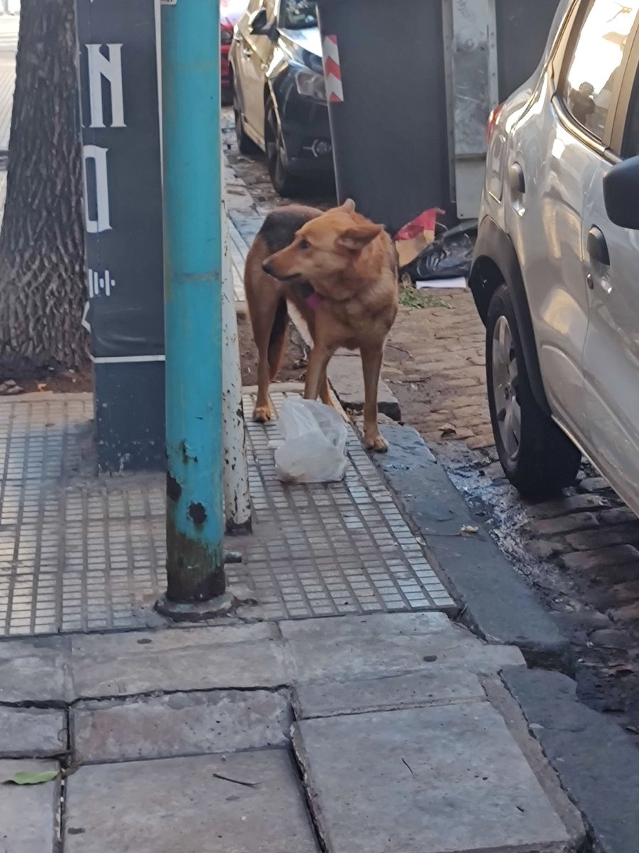 bss4genleaders's tweet photo. Holi!! encontré una perrita en villa crespo en Gurruchaga y corrientes!! parece medio asustada y con hambre, tiene un collar rosa.
si alguien la reconoce por favor dígame 🩷
#villacrespo #perro #perroperdido @amovillacrespo https://t.co/wsY4BeUkdq