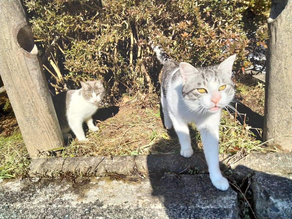 Zincalloy123's tweet photo. 仕事で立ち寄ったところに若猫3匹が駆け寄ってきました。
人懐っこく飼い猫かと思いましたが、建物の被害もあるところでもしかして迷い猫かもしれません。
どちらかお探しではないでしょうか

#穴水#迷い猫#3匹#能登半島地震 https://t.co/FLODvr0KyL