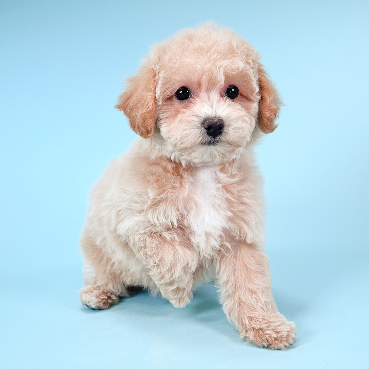 Citipups puppies hotsell for sale