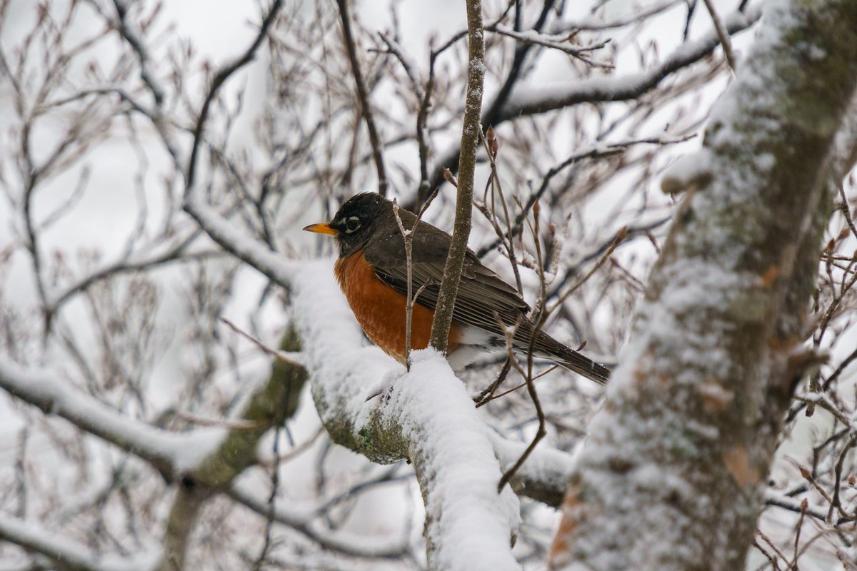 Mid-Winter Surprise - a robin in winter, in Wisconsin, in sub-zero temperatures. Bad decision, or just not good timing? Read more at iagwealthpartners.com/weekly-blog/
#timingthemarket #markettiming