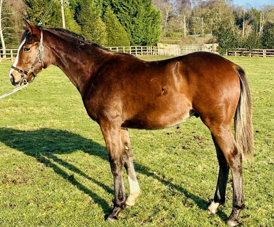 Lot 67 of Goldford’s draft for the @GoffsUK January Sale ❄️

Bay colt by Nathaniel (@newsellspark) out of multiple graded-winner in France, Polygona (Poliglote) 🇫🇷

Catalogue: shorturl.at/BJ368

📍Doncaster, 23 Jan

#GoldfordGrads #GoffsJanuary