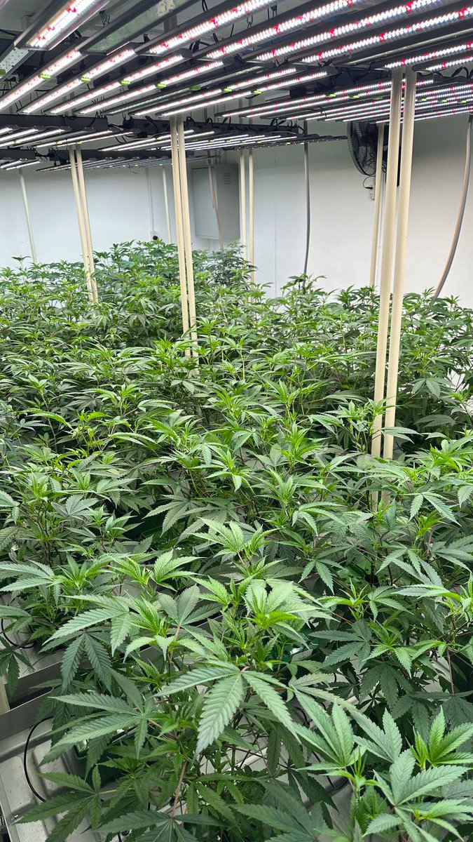 Is there anything better than seeing plants flourish in a room grown by our own community? 😍 

This is just the first room, and with hope and hard work, definitely not the last.

🤙🌱☀️ 

#CommunityGrowth #GoldenTriangleGreens 
#weed 
#Cannabis