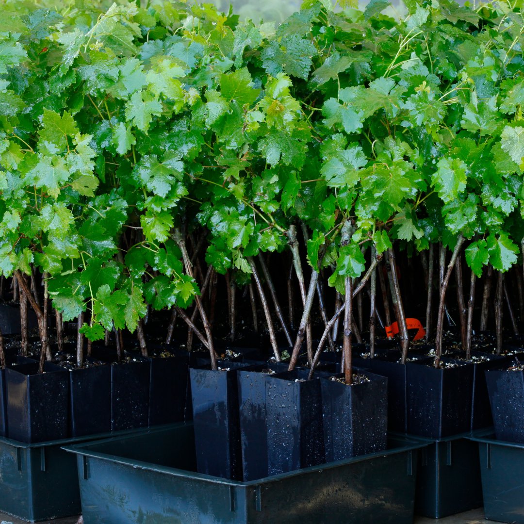In: sincere attention to detail
To prepare for Opus One 2024, our vineyard team is seeding cover crops, collecting vine clips, applying compost, providing first aid to marred vines and replanting damaged ones.