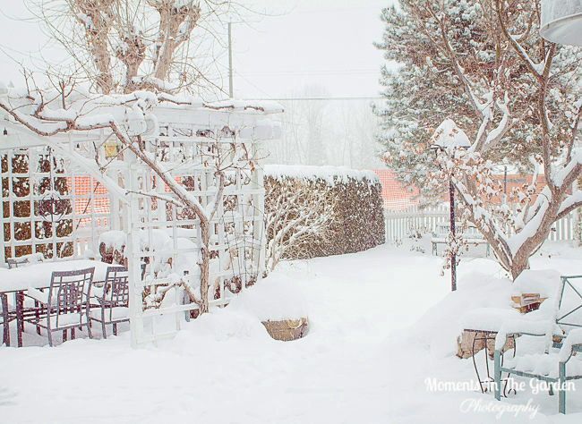 MomentsintheG's tweet image. Winter Moments.  Not surprisingly, as the temperatures warm up we had a significant amount of snowfall.  #heavysnowfall #wintervibes #winterwonderland #snowcovered #januarygarden #momentsinthegardenphotography #nature