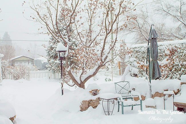MomentsintheG's tweet image. Winter Moments.  Not surprisingly, as the temperatures warm up we had a significant amount of snowfall.  #heavysnowfall #wintervibes #winterwonderland #snowcovered #januarygarden #momentsinthegardenphotography #nature