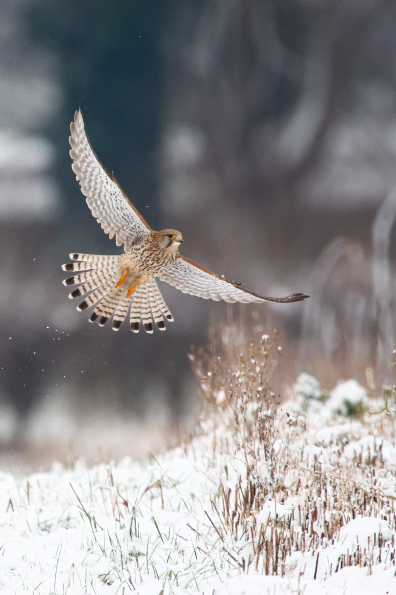 🤩Een prachtige actiefoto van deze torenvalk! 🐦De foto is mooi scherp en heeft een mooie compositie.📸
Gefeliciteerd BobEnsink met deze Foto van de Dag!🏆

Bekijk meer mooie foto's op: zoom.nl/profiel/bobens…