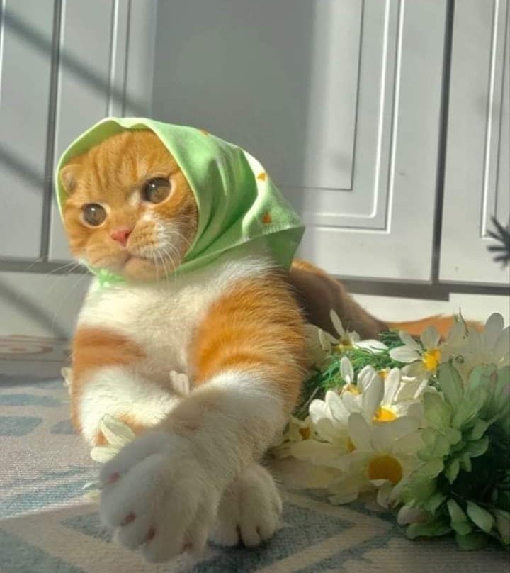 Toxic_Poetry_'s tweet photo. “I have four face;
#face_with_Niqab, 
#face_without_Niqab, 
#face_with_Hijab and,
#face_without_Hijab, 
so you don't need add more wives #Habibiii❤️, I can be your four wives with different faces” 
#Subhan_Allah 🙂🫣 https://t.co/MOmGsdffhM