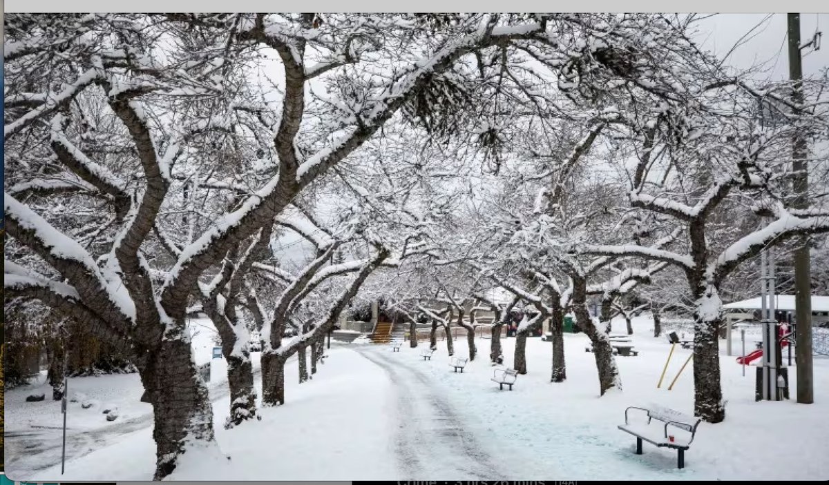 Snow Day in Vancouver. So pretty when you don't have to drive!!