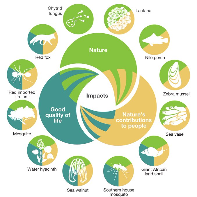 🌍 #InvasiveAlienSpecies have negative impacts on nature 🌱, nature's contributions to people & good quality of life including documented negative cross-cutting impacts. 🫂❌ 🚨Learn more in the new @IPBES #InvasiveAlienSpecies Report: ➡️ ipbes.net/IASmediarelease Via: @IPBES