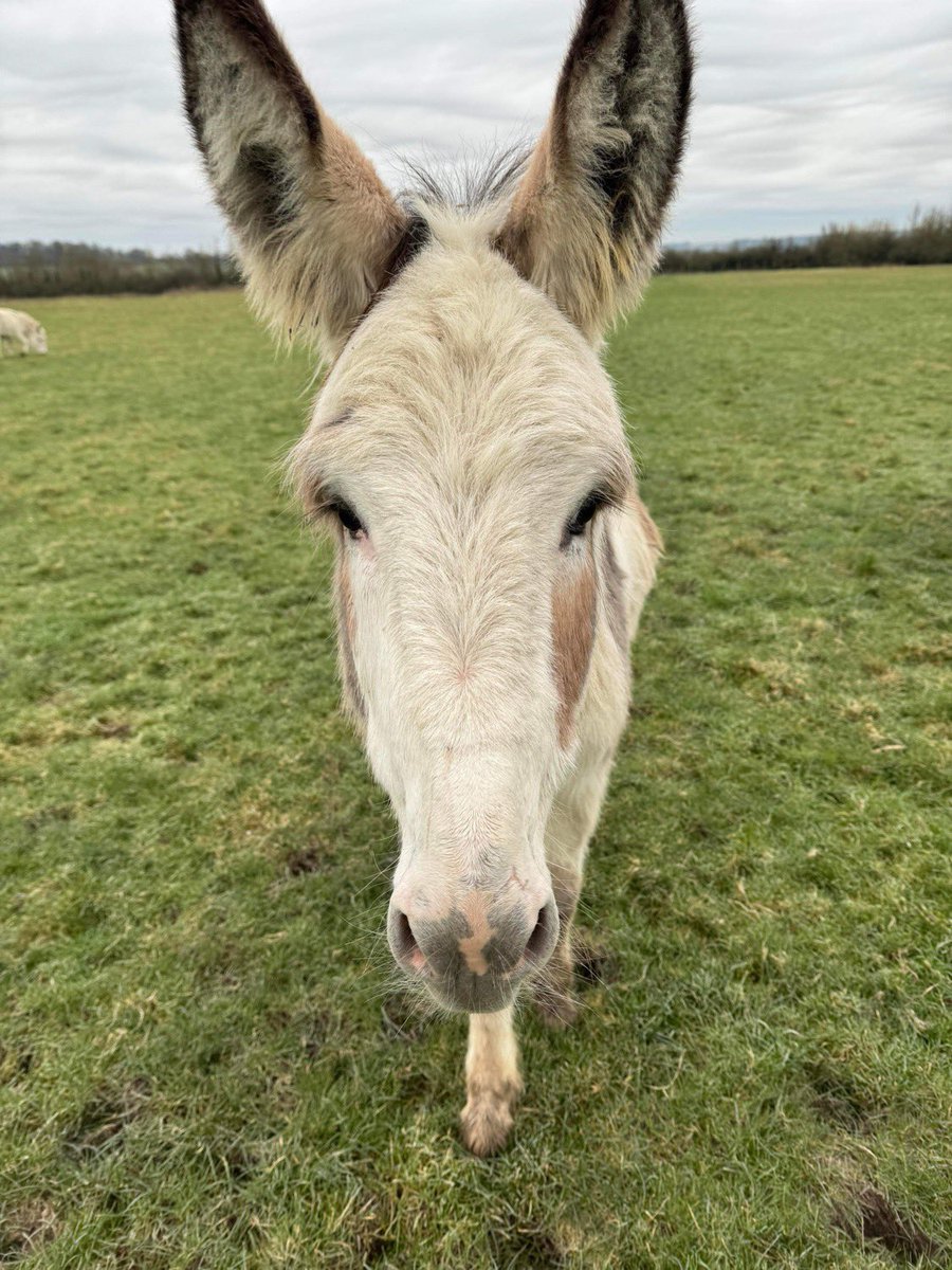 Exercise with our boys today. 

They might have been quite chilled about getting outside, but it’s great to get our donkeys out on the fields while the weather allows. 

#caenhillcc #edwardthedonkey #elithedonkey #wegotdonkeys #farmlife #gettingoutdoors