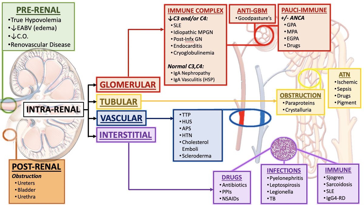 Medical_MD1's tweet photo. Great Review in 

Acute Kidney injury ✨

. https://t.co/AZ003BF2O3